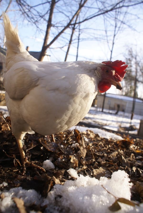 Keeping chickens in the winter is much the same as the summer. Follow these six easy tips to go about keeping chickens warm and healthy during the cold winter months.