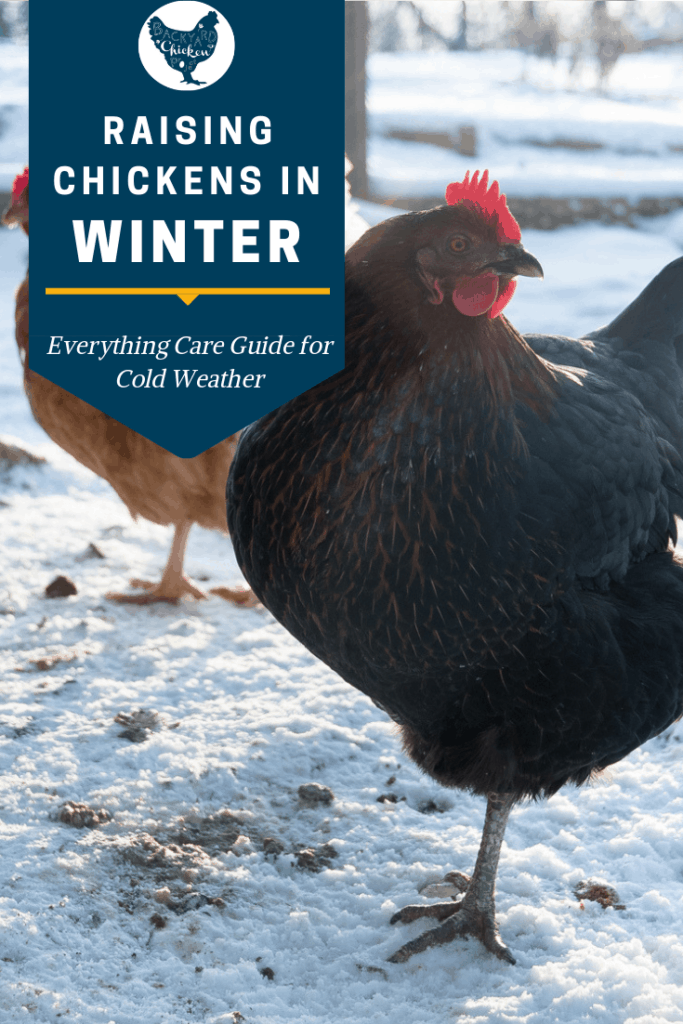 Taking care of chickens in the winter can be a challenge, follow our best tips and you and your chickens will be just fine! #chickens #backyardchickens #keepingchickens #raisingchickens #homesteading #homestead