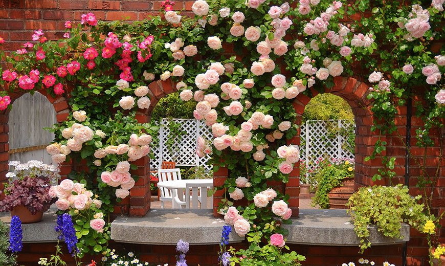 Стена из многолетних роз