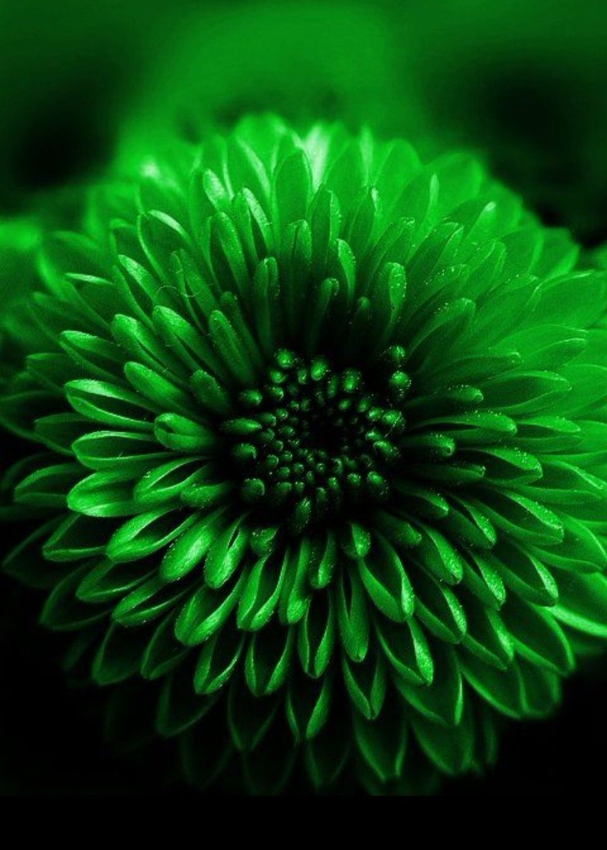 зеленый цвет фото