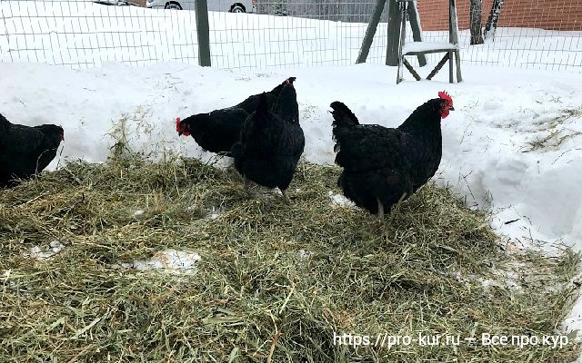 Зимовка кур в неотапливаемом курятнике – 5 важных советов.