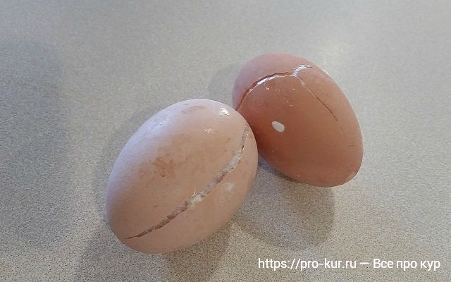 Зимовка кур в неотапливаемом курятнике – 5 важных советов.