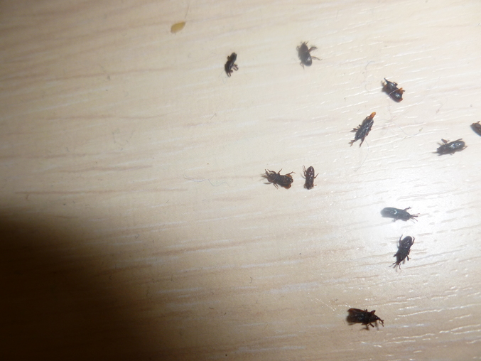 Маленькие насекомые на диване